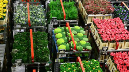 stock-footage-aalsmeer-the-netherlands-april-flowers-being-prepped-for-auction-floraholland-april - flori si plante la ghiveci direct din olanda