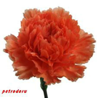 Carn-Orange-Hermes-70cm - flori si plante la ghiveci direct din olanda