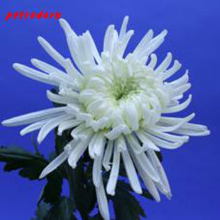 chr_kazan-80cm - flori si plante la ghiveci direct din olanda