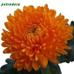 chr_migoli_oranje-60cm - flori si plante la ghiveci direct din olanda