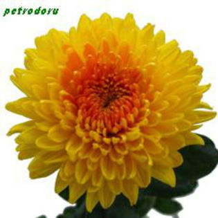 chr_migoli_yellow_oranje-mix-60cm - flori si plante la ghiveci direct din olanda