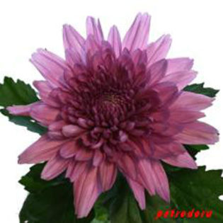 chr_resomee-dark-70cm - flori si plante la ghiveci direct din olanda