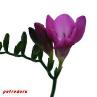frees_aleide-50cm - flori si plante la ghiveci direct din olanda
