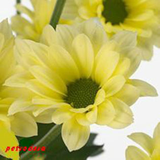 Chr-San-Bouncer-Cream-50cm - flori si plante la ghiveci direct din olanda