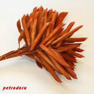 Lonchocarpus_violaceus_oranje-40cm