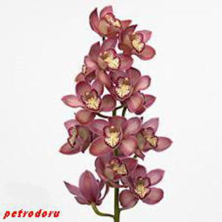 Orchid-Branch Pink Prelude-80cm