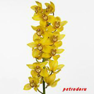 Orchid-Branch-Classic-80cm