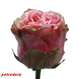 Rosa_Pink_Finess-50cm - flori si plante la ghiveci direct din olanda