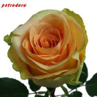 Rosa-Finess-80cm - flori si plante la ghiveci direct din olanda
