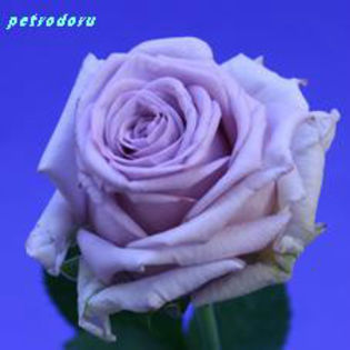 Rosa-Parfum-De-Reve-60cm - flori si plante la ghiveci direct din olanda