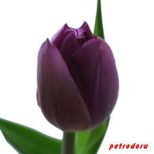 Tulipa-Purple-Lady-Lalea-40cm - flori si plante la ghiveci direct din olanda