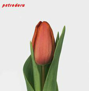 Tulip-Charade-35cm - flori si plante la ghiveci direct din olanda