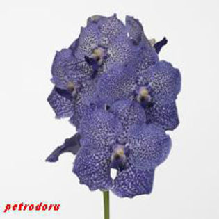 Vanda-Blue spot Beauty - flori si plante la ghiveci direct din olanda