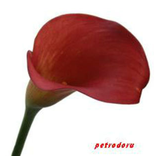 Zantedeschia-Red-60cm - flori si plante la ghiveci direct din olanda