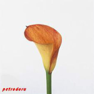 Zantedeschia-Pointer