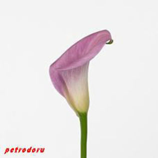 Zantedeschia-Rubylite-Pink-Ice - flori si plante la ghiveci direct din olanda