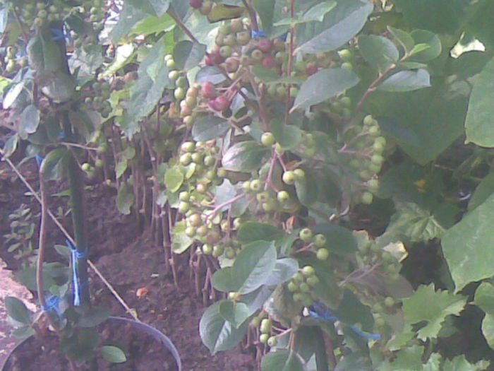 12062013(005) - 2013 aronia zmeura polka rasad de rosii ardei