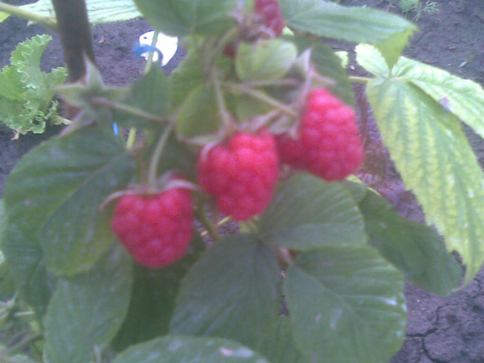 12062013(010); zmeura polka
