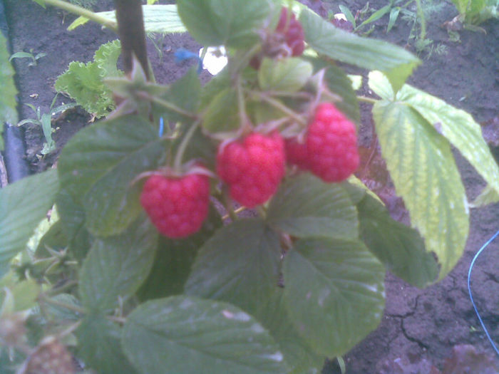 12062013(011); zmeura polka
