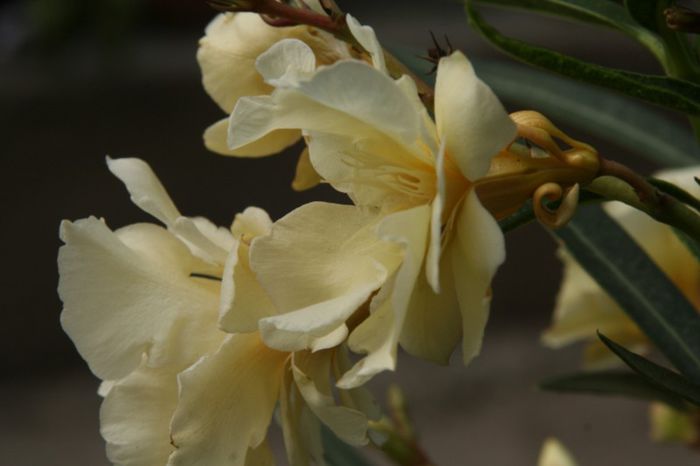 Sarga - 2013 Lendrii - Oleander