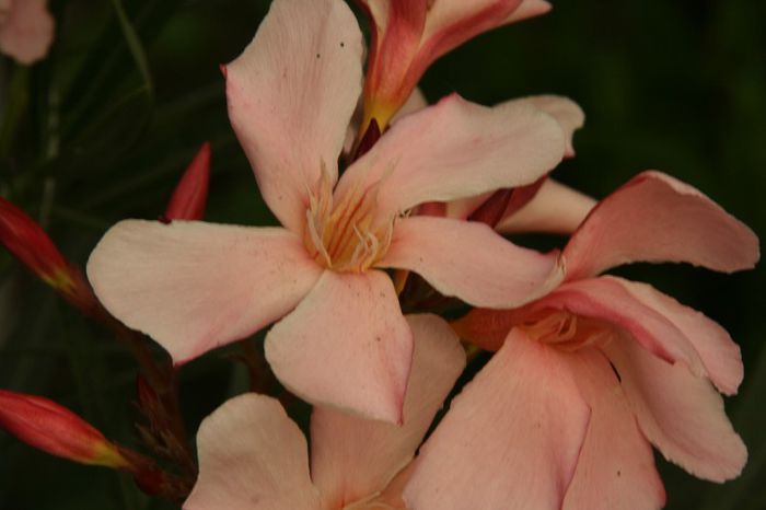 _MG_7584 - 2013 Lendrii - Oleander