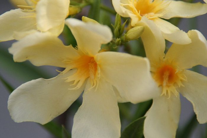 Maria Gambetta - 2013 Lendrii - Oleander