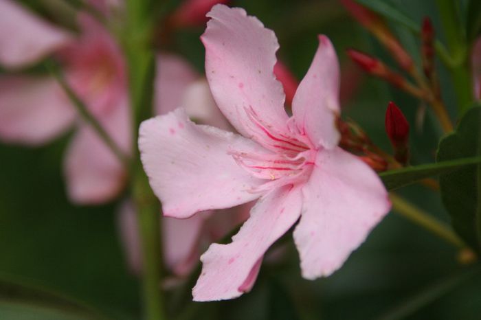 IMG_7307 - 2013 Lendrii - Oleander