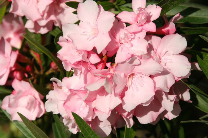 IMG_7329 - 2013 Lendrii - Oleander