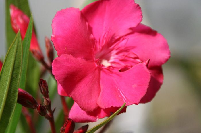 IMG_7310 - 2013 Lendrii - Oleander