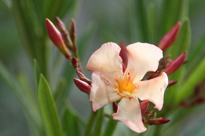 IMG_7311 - 2013 Lendrii - Oleander