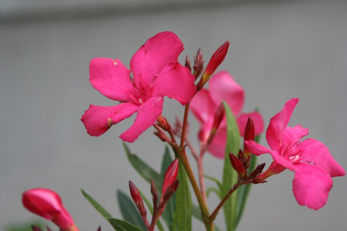 IMG_7315 - 2013 Lendrii - Oleander