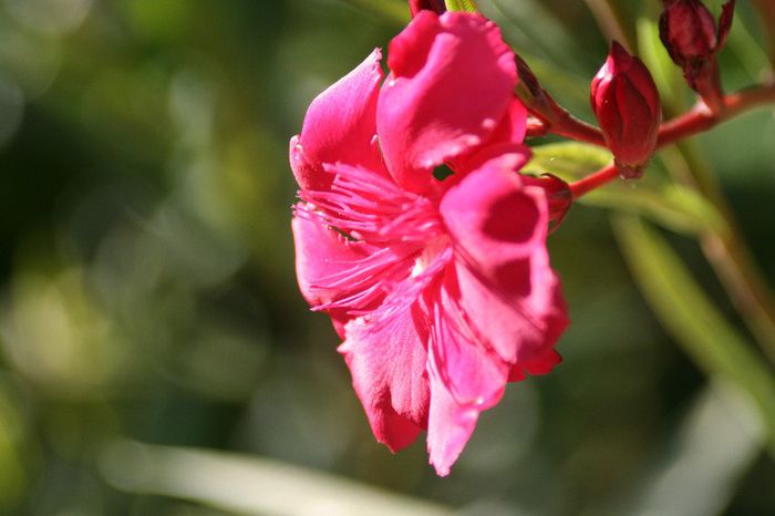 IMG_7333 - 2013 Lendrii - Oleander