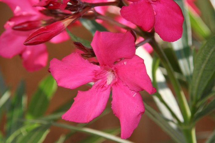 IMG_7351 - 2013 Lendrii - Oleander