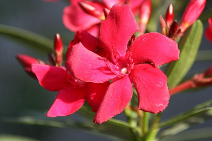  - 2013 Lendrii - Oleander