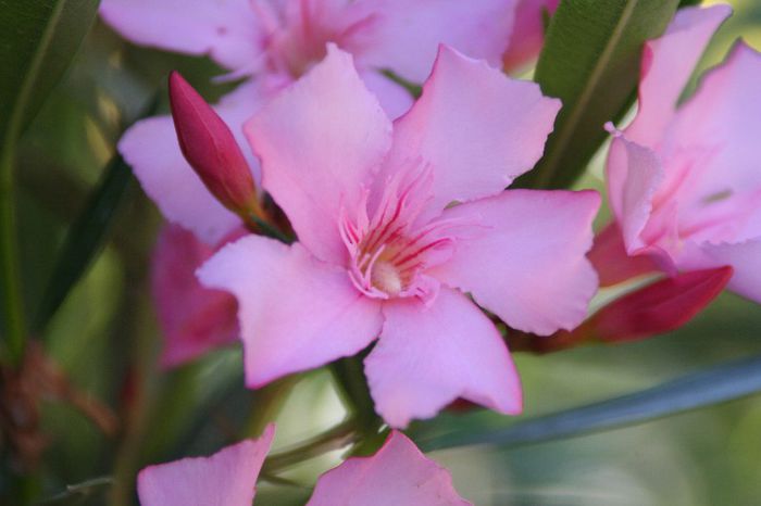 IMG_7408 - 2013 Lendrii - Oleander