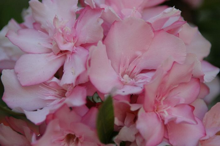 IMG_7412 - 2013 Lendrii - Oleander