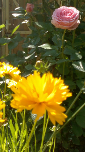 16.06.2013 364 - f -vara 2013