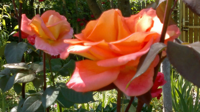 16.06.2013 doris tiserman