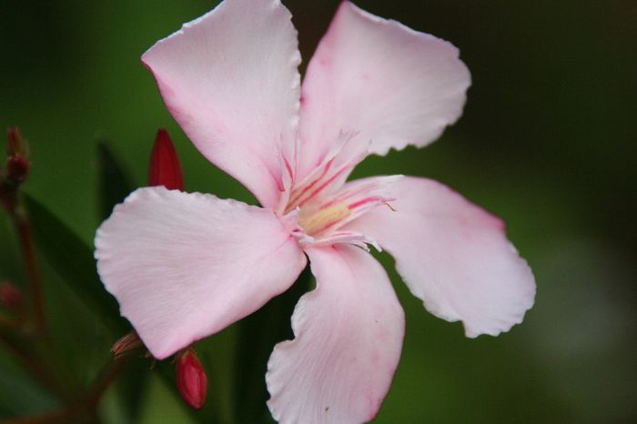 IMG_7561 - 2013 Lendrii - Oleander