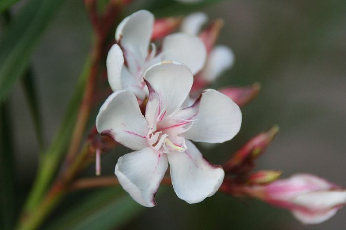 IMG_7560 - 2013 Lendrii - Oleander