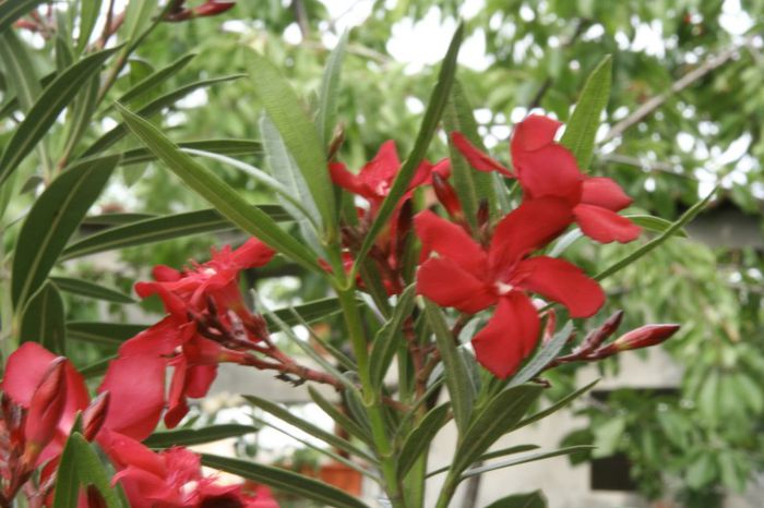 _MG_7292 - 2013 Lendrii - Oleander