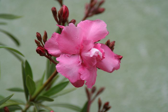 IMG_7488 - 2013 Lendrii - Oleander