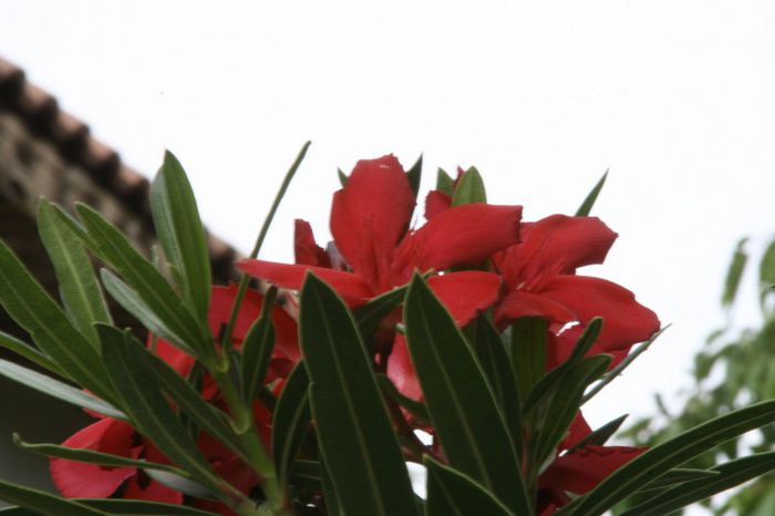 _MG_7293 - 2013 Lendrii - Oleander