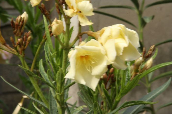 _MG_7289 - 2013 Lendrii - Oleander