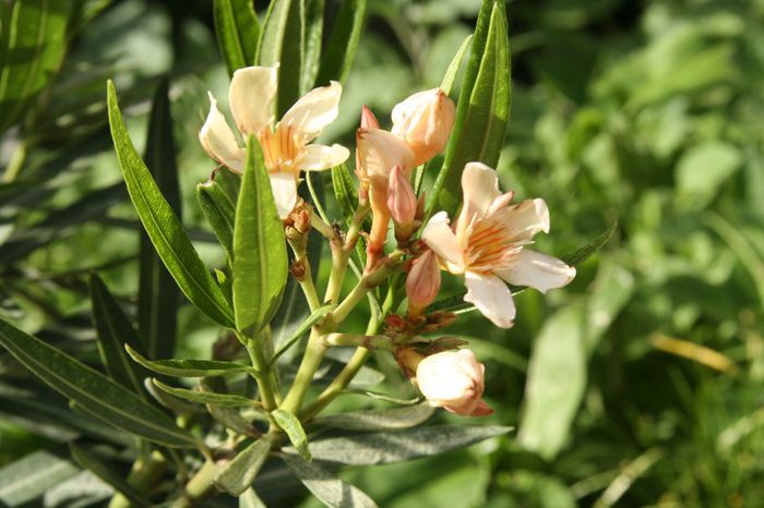 _MG_7318 - 2013 Lendrii - Oleander