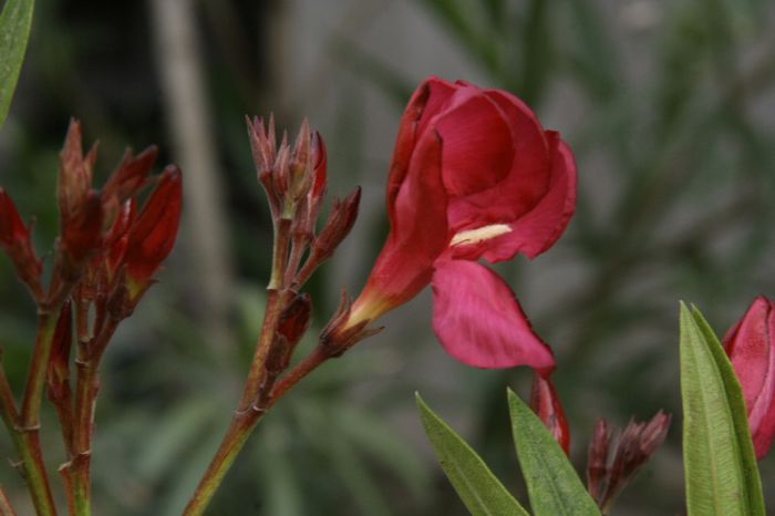 _MG_7321 - 2013 Lendrii - Oleander