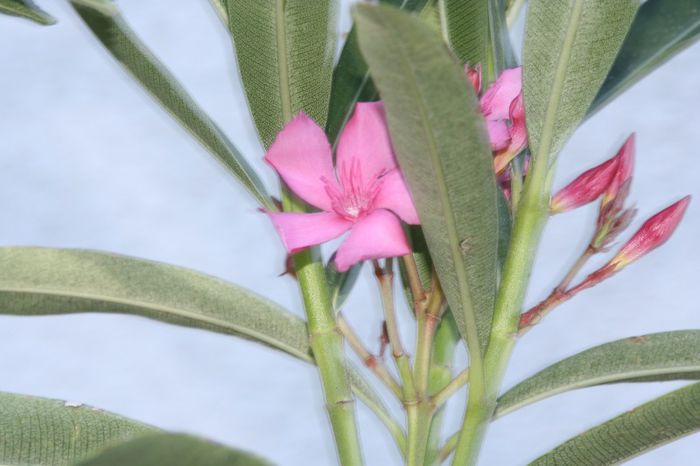 _MG_7361 - 2013 Lendrii - Oleander