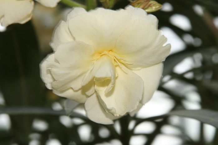 _MG_7572 - 2013 Lendrii - Oleander