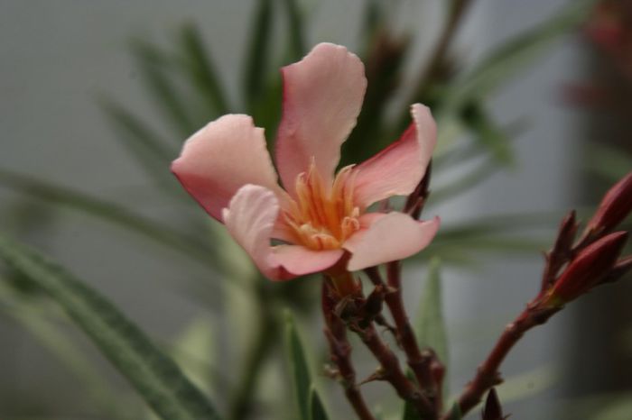 _MG_7579 - 2013 Lendrii - Oleander