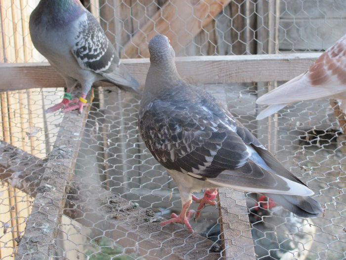 IMG_7099 - 2013 16 iunie